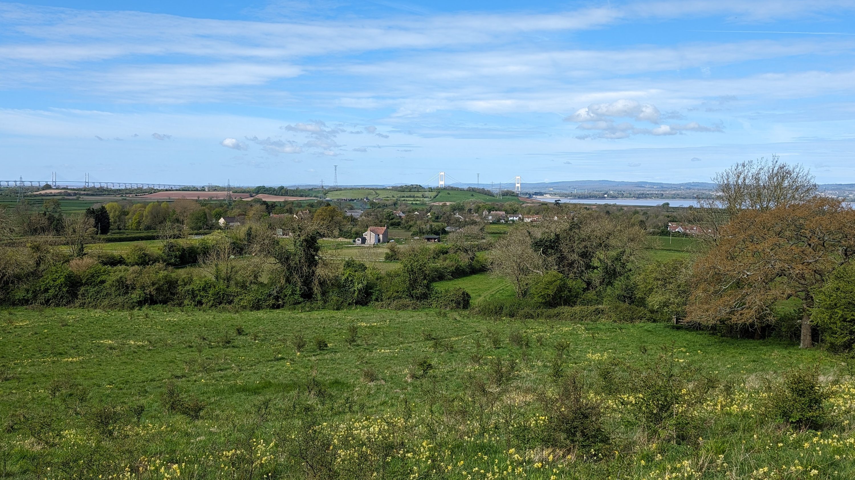 Image of wildflower meadow with trees in the background
